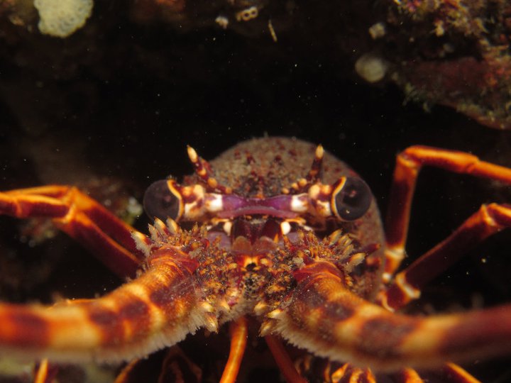 Langouste de méditerranée