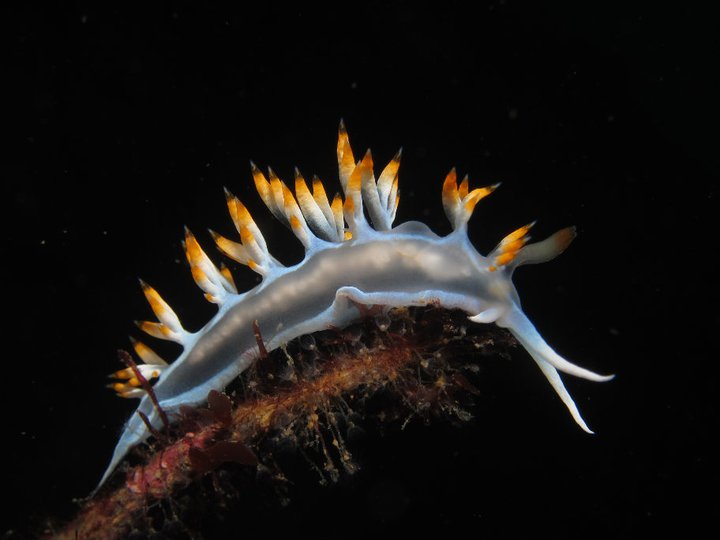 Nudibrance 1