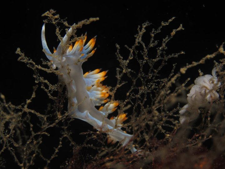 Nudibrance 2