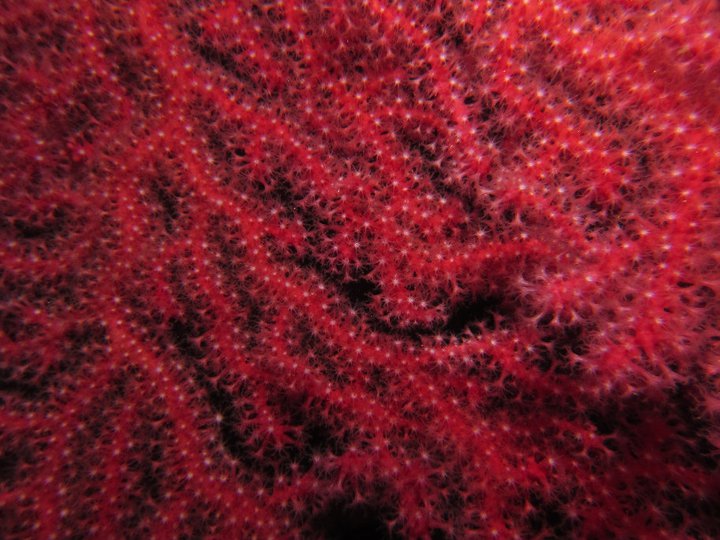 gorgone rouge