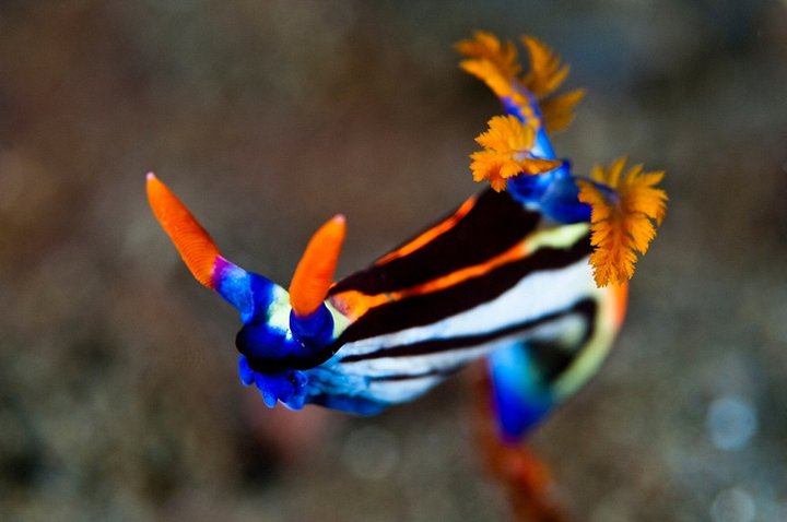 Nudibrance 3