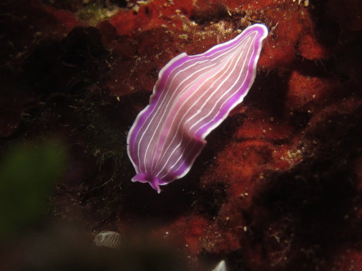 Nudibrance 4