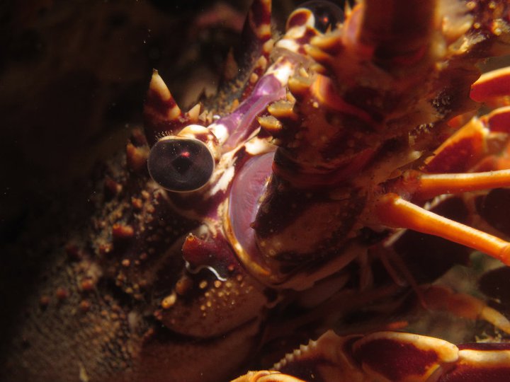 Langouste de méditerranée 2