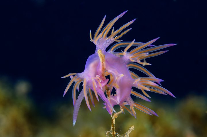 Nudibrance 5