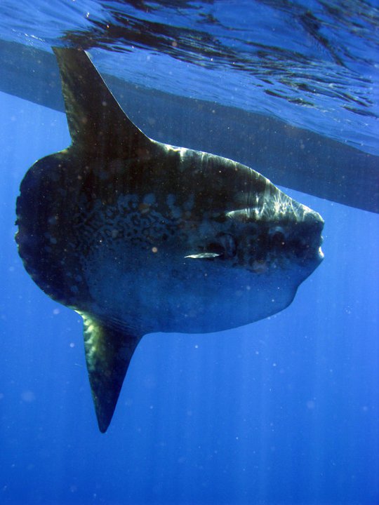 poisson lune