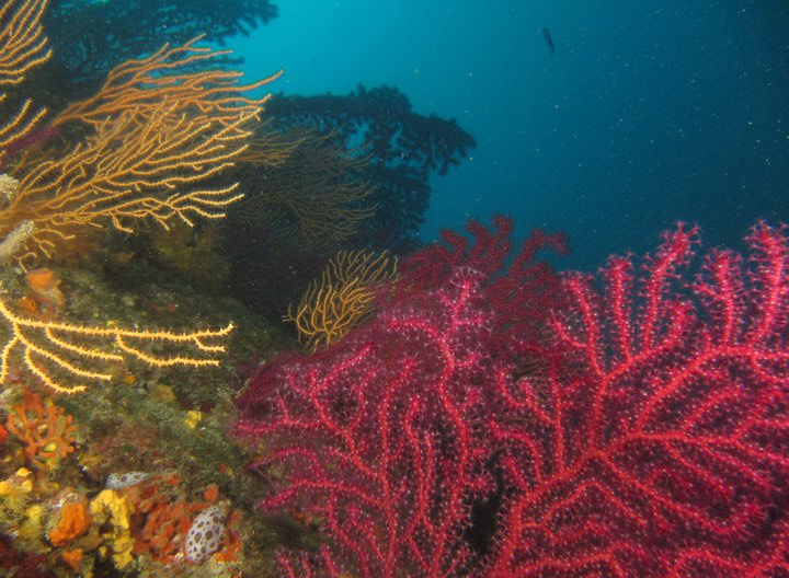 gorgone jaune et rouge
