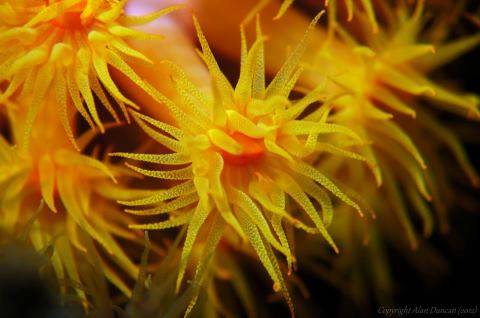 anémone jaune
