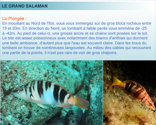 Le Grand Salaman, ile du Frioul, plongée en Provence