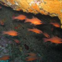 Poisson Apogons, très belle plongée au départ de Carry le rouet, cote bleue, France