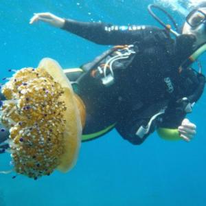 méduse géant à marseille