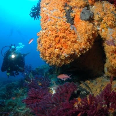 Gorgone et anémone jaune, très belle plongée au départ de Carry le rouet, cote bleue, France